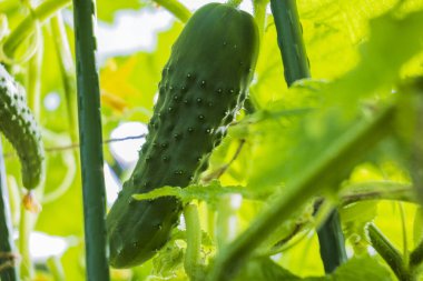Close up view of cucumber in greenhouse on branch on summer day.