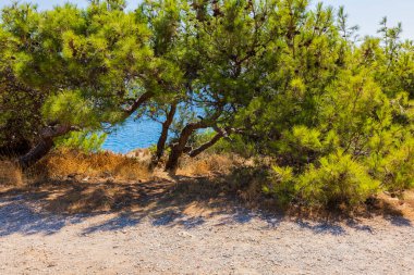 Beautiful view of blue sea water through green trees on bright summer day. Greece