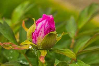 Close up view of peony red bud isolated on green leaves background. 