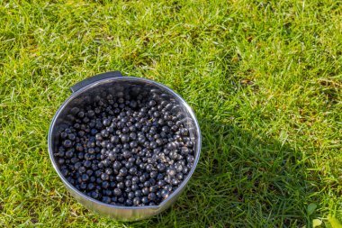 Close up view of bowl with berries blackcurrant on green grass background.