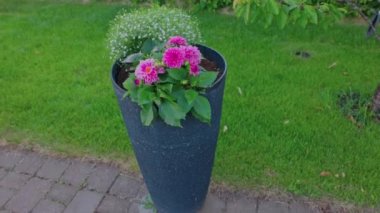 Bahçedeki saksıda yetişen renkli çiçeklerin bileşiminin yakın görüntüsü. İsveç.