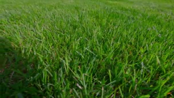 Close View Lawn Green Grass Private Garden Summer Sunny Day — Stok video
