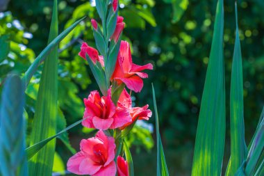 Close up view of red flowers gladiolus in garden on summer day.