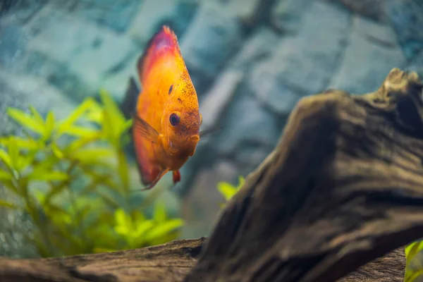 Vista Cerca Los Peces Del Acuario Discus Melón Rojo Concepto —  Fotos de Stock