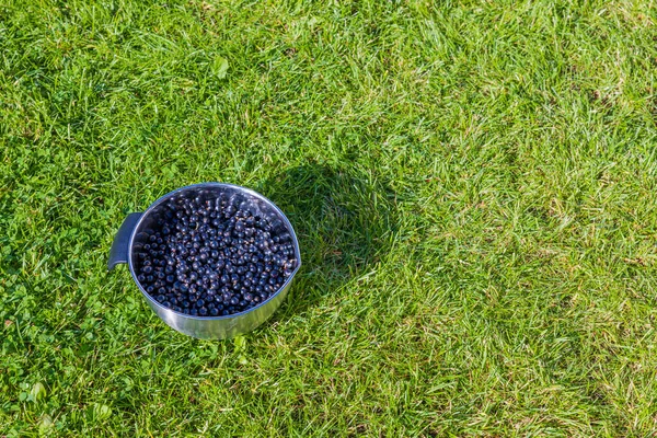 Вид Чашу Черной Смородиной Зеленом Фоне Травы — стоковое фото