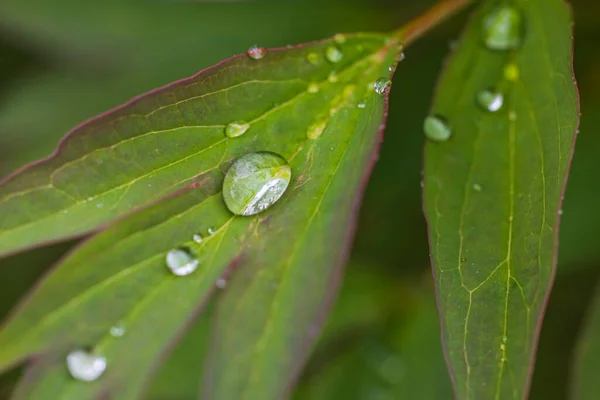 Yeşil Şakayık Yapraklarındaki Yağmur Damlalarının Makro Görüntüsü — Stok fotoğraf