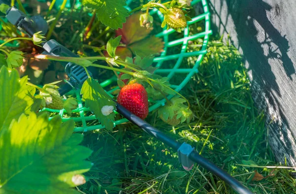 Close View Red Strawberry Berry Automatic Watering Bed Garden Sweden — Stockfoto