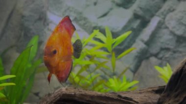 Kırmızı kavun diski akvaryum balığının yakın görüntüsü. Hobi konsepti. İsveç.