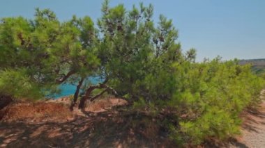 Beautiful view of blue sea water through green dwarf mountain pines on on rocky coast. Greece.
