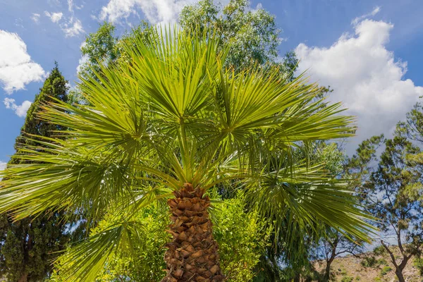 Beautiful view of green trees tops on blue skyline background. Natural backgrounds concept. Greece. 