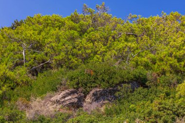 Beautiful view of hill covered with wild green forest trees on blue sky background. Greece. 