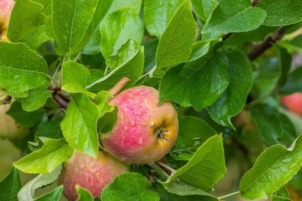 Macro view of apples tree in garden with raindrops on summer day. Sweden.