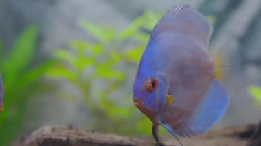 Beautiful view of blue diamond discus fish cichlid swimming in aquarium. Sweden.