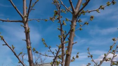 Close up view of blossoming leaves of cherry tree in early spring against blue sky. Sweden.