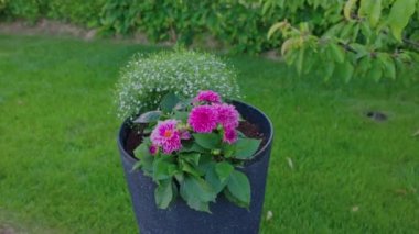 Beautiful view of colorful flowers growing in flower pot outdoors in garden. Sweden.