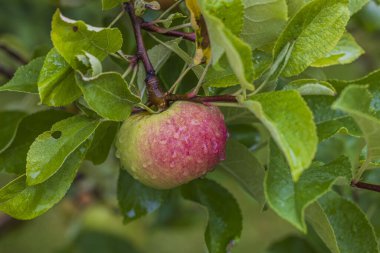 Close up macro view of whet apple fruit on green leaves background. 