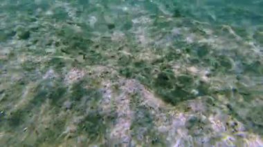 Beautiful view of seabed while snorkeling with colorful fishes. Greece.