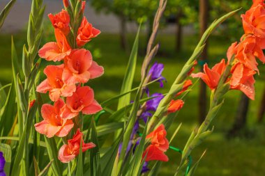 Gorgeous garden view with red gladiolus flowers on summer day.