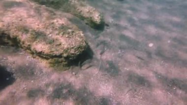 Beautiful view of underwater world while snorkeling. Greece.