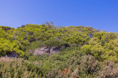 Mavi arka planda yeşil orman ağaçlarıyla kaplı güzel dağ manzarası. Yunanistan. 