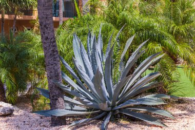 Tropikal bitkilerin arka planında güzel yeşil kaktüs manzarası. Aruba Adası.