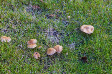 Yeşil çimenlikteki mantarların manzarasını kapat.