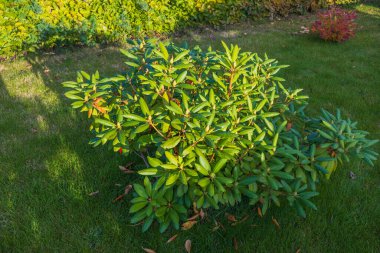 Sonbahar günü bahçedeki rhododendron manzarası yeşil çimlerin altında. İsveç.