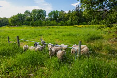 Yaz günü yeşil çayırlarda otlayan beyaz koyun sürüsü manzarası. İsveç.