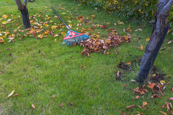 Belle Vue Automne Des Feuilles Tombées Râteau Feuilles Sur Herbe — Photo