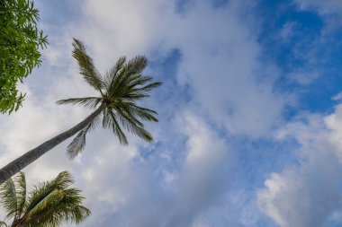 Palmiye ağaçlarının tepelerinde, mavi gökyüzünde, kabarık beyaz bulutların ardında güzel bir taban manzarası var. Aruba. 