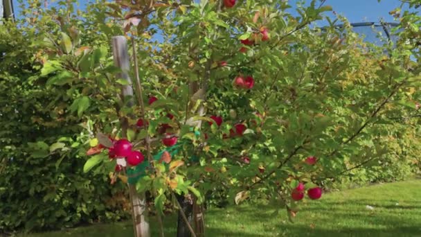 Beautiful View Red Apples Growing Garden Tree Sunny Autumn Day — Stock Video