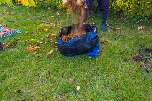 비닐봉지 위에서 낙엽을 모으고 사람의 스웨덴 — 스톡 사진