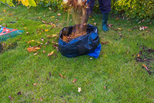 Widok Człowieka Zbierającego Spadające Liście Zielonym Trawniku Plastikowej Torbie Szwecja — Zdjęcie stockowe