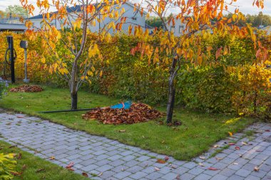 Ön bahçedeki kiraz ağacının altında toplanmış yaprakların muhteşem renkli manzarası. İsveç. 