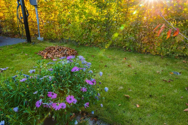 Piękny Widok Promieni Słonecznych Przez Krzaki Podwórku Kolorowe Kwiaty Żółte — Zdjęcie stockowe