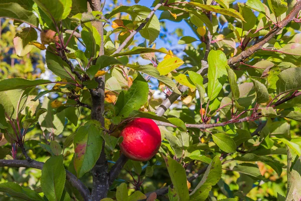 晴れた秋の日に庭の木の上の赤いリンゴの眺めを閉じます スウェーデン — ストック写真