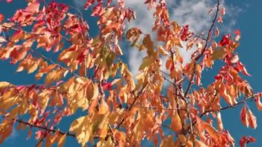 Güneşli bir sonbahar gününde rüzgarda gelişen kiraz ağacının renkli yaprakları. İsveç.