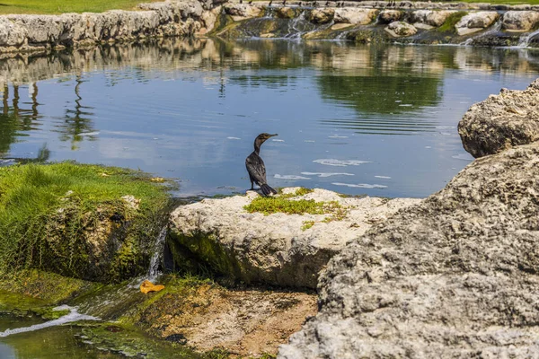 Belle Vue Sur Les Oiseaux Tropicaux Assis Sur Les Rochers — Photo