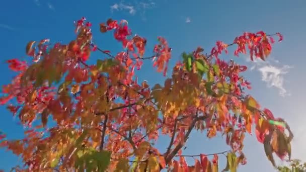 風が吹く秋の晴れた日には 色とりどりの桜の葉を間近に見ることができます スウェーデン — ストック動画