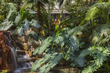 Yeşil yaprakların güzel manzarası ve arka planda küçük şelale. Güzel doğa geçmişi. Aruba. 