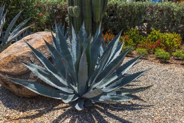 Büyük taşın yanında yeşil kaktüs manzarası tropikal bitkilerin arka planına karşı. Aruba Adası.