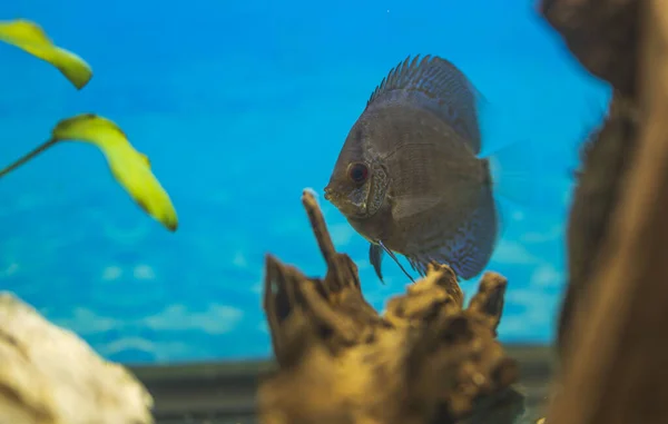Akvaryumda Yüzen Mavi Yılan Derisi Ciklet Balığının Güzel Manzarası Sveç — Stok fotoğraf