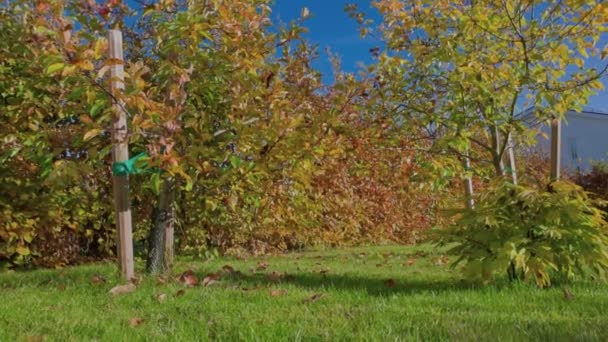 Bela Vista Jardim Outono Com Folhas Coloridas Macieiras Gramado Ainda — Vídeo de Stock