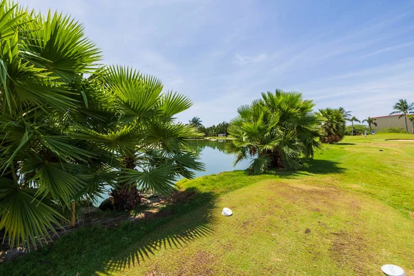 Zblízka Pohled Nadýchané Palmy Pobřeží Rybníka Modré Nebe Pokryté Kouřově — Stock fotografie