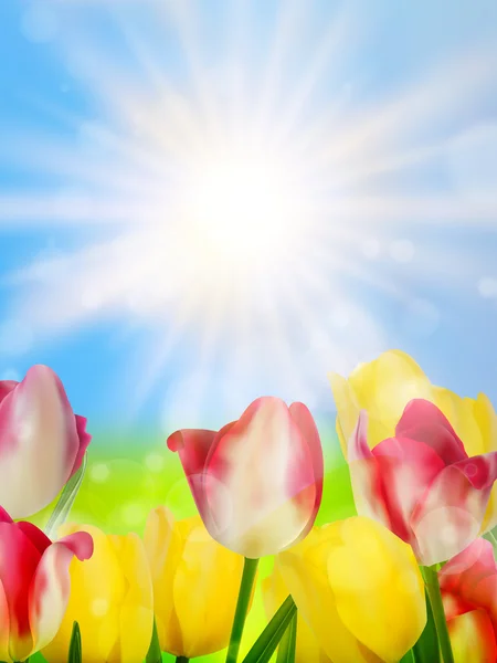 Colorful spring flowers tulips. EPS 10
