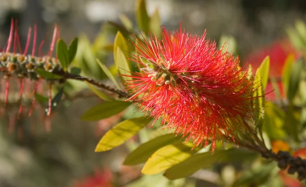 Bahçedeki kırmızı çiçek