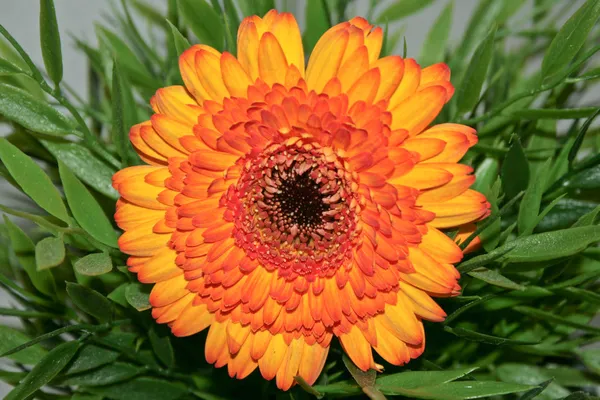 üzerindeki yeşil renkli gerbera