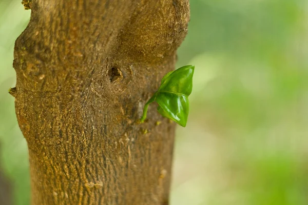 bir ağacın gövde Filiz