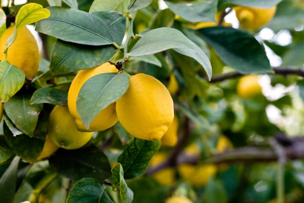 Lemon tree Stock Photo
