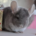 stock-photo-chinchilla